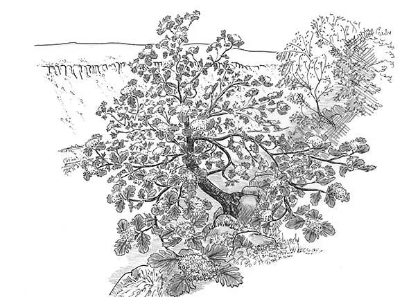 Illustrations for Various Interpretation Applications, Taf Fechan & Taf Fawr Valleys, Merthyr Tydfil